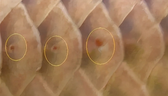 龙鱼常见疾病及治疗方法,龙鱼疾病找哪里救治