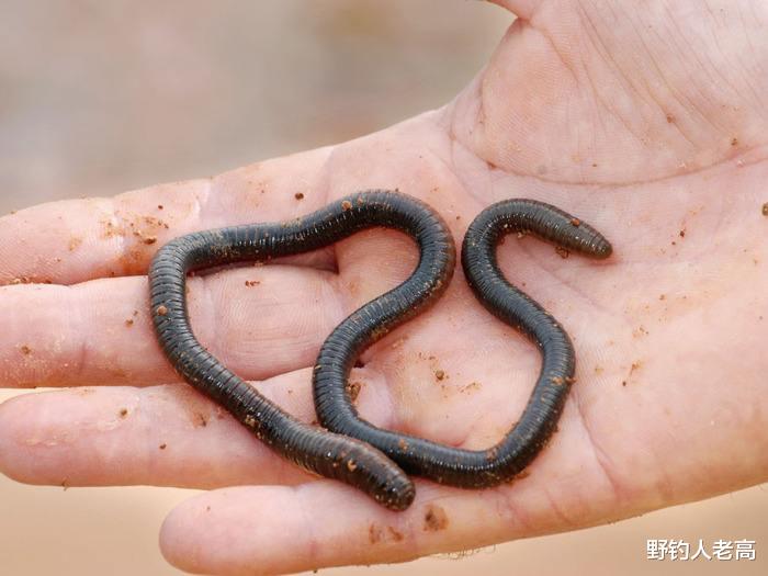 野钓挂蚯蚓没有鱼口怎么办,野钓蚯蚓红虫都没口怎么办