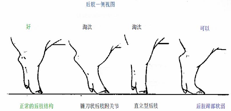 想养猪买不到小猪咋办,母猪养猪技巧和方法最新