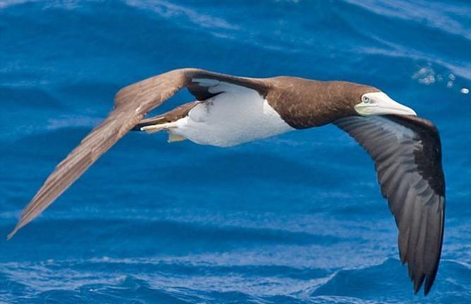 东江揽胜,惠州淡水常见鸟类图谱