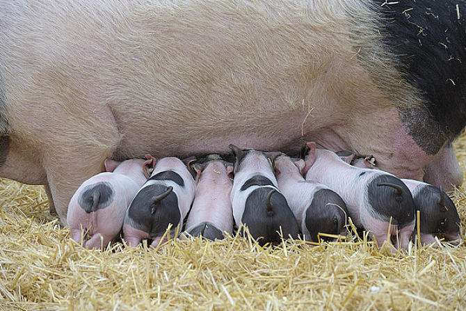 怎么确认*猪种**妊娠，预产期推算及分娩接产技术！