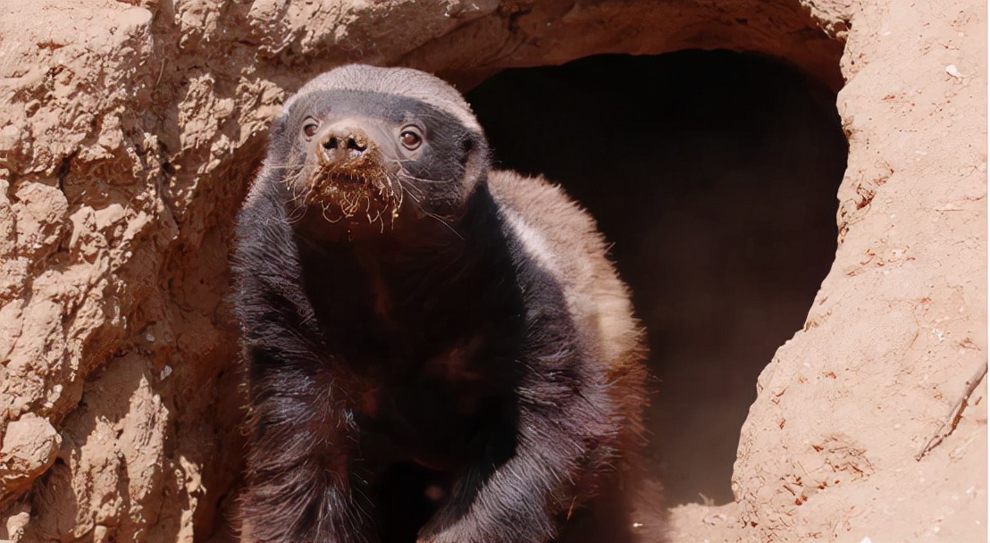 蜜獾吞食毒蛇视频,克星蜜獾专门咬很凶猛的毒蛇