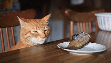 我家猫吞了根针险些丧命，这些东西千万别让猫碰