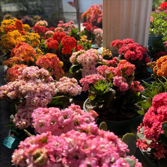 酸性水浇花的最佳方法,浇花加醋和糖