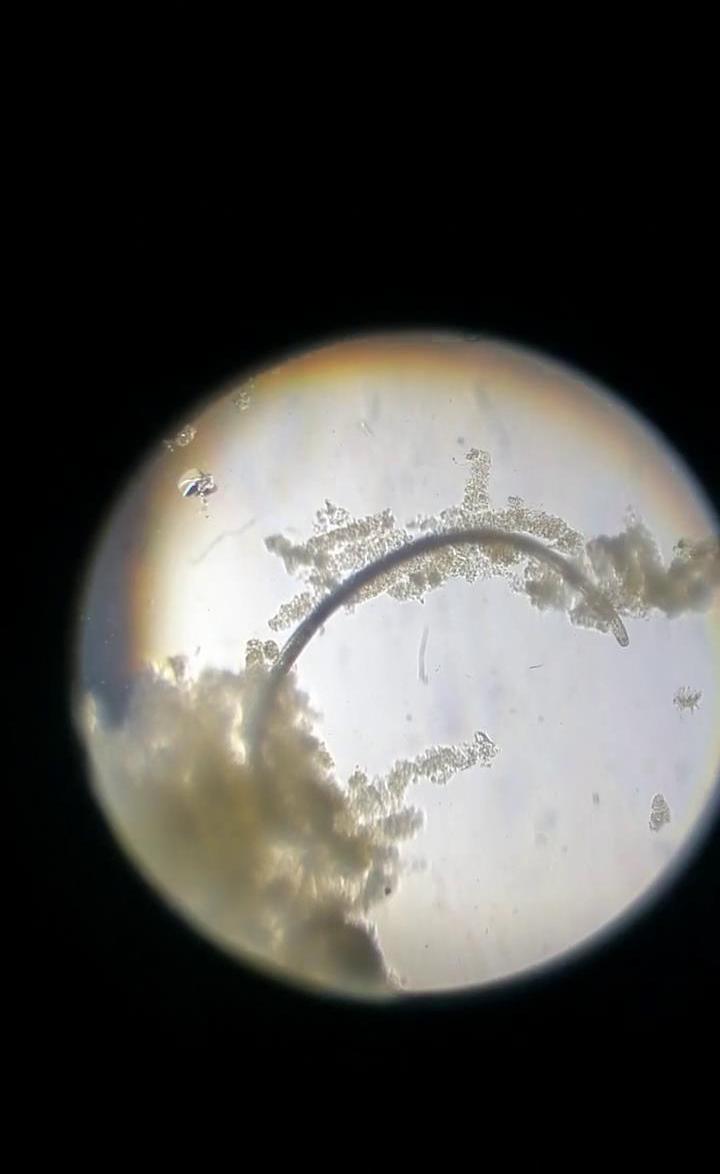 显微镜下的海洋生物,显微镜下的海洋