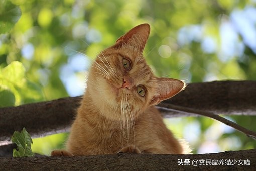 新手养猫指南铲屎官必看,铲屎官必须知道的养猫小技巧