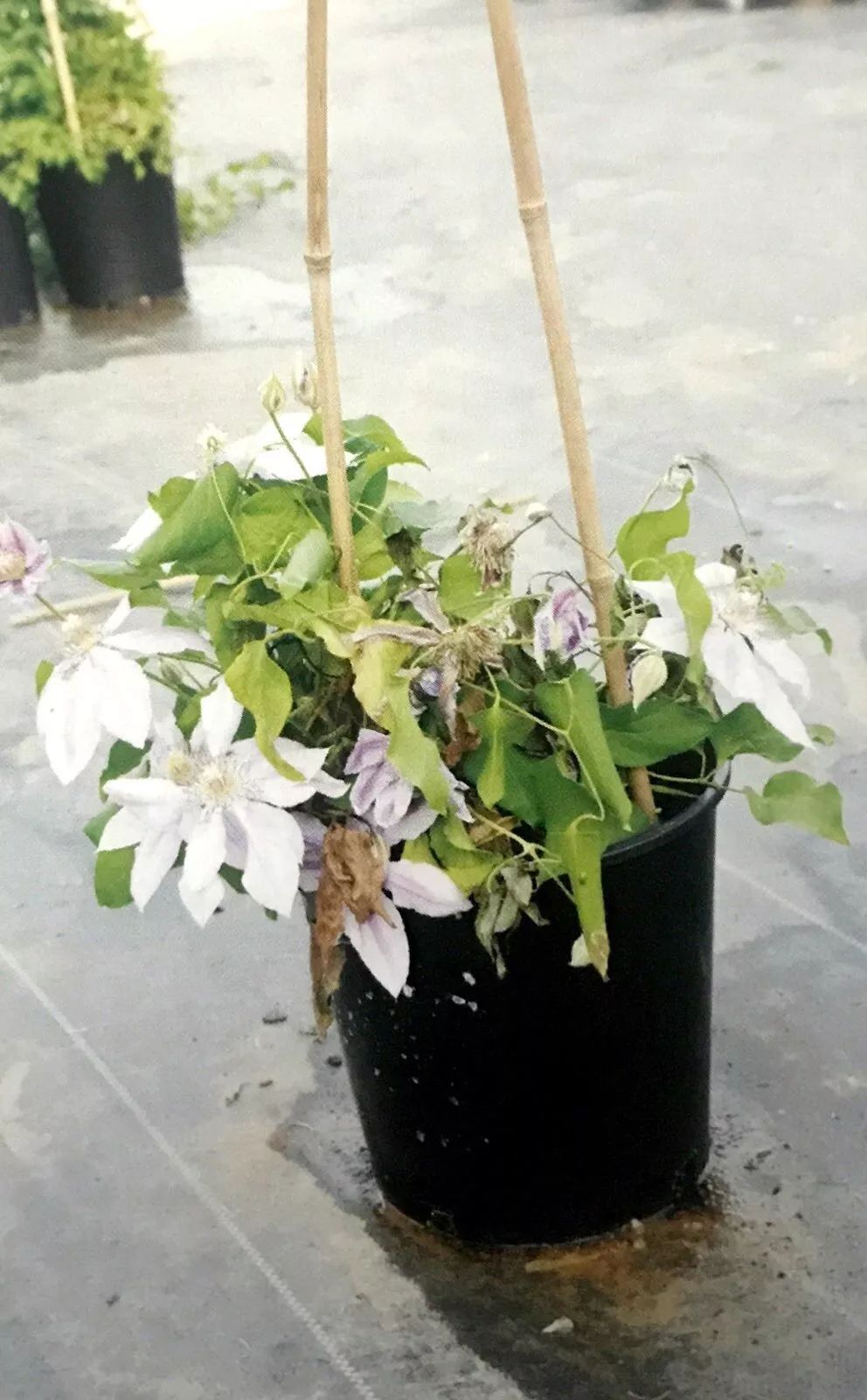 铁线莲病虫害及解决方法,铁线莲耷拉头是什么病虫害