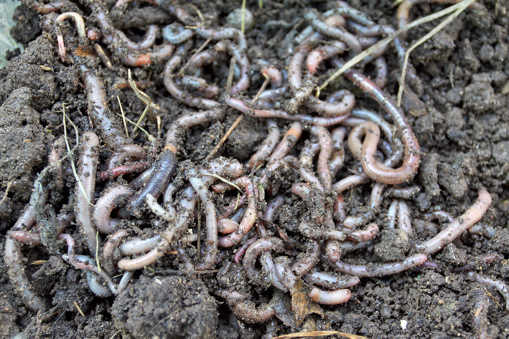 电鱼被禁后，电鱼机厂发现“新商机”，这次遭殃的是“鱼的伙伴”