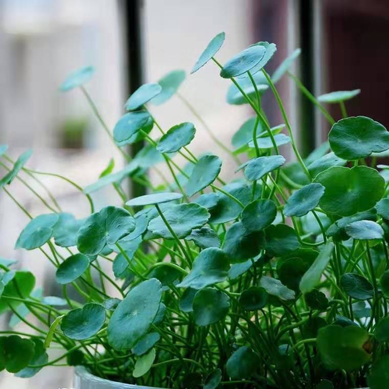 铜钱草怎样养能更快爆盆,如何养好铜钱草的方法