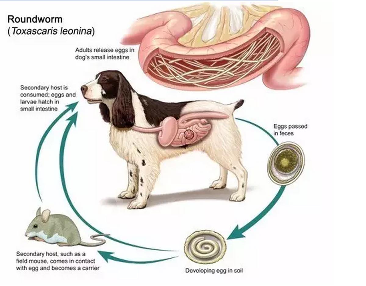狗狗体内外寄生虫有哪些？看完这篇再也不用为这事儿发愁了
