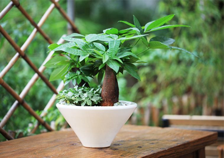 发财树叶片发黄什么原因,发财树叶片发黄怎么补救