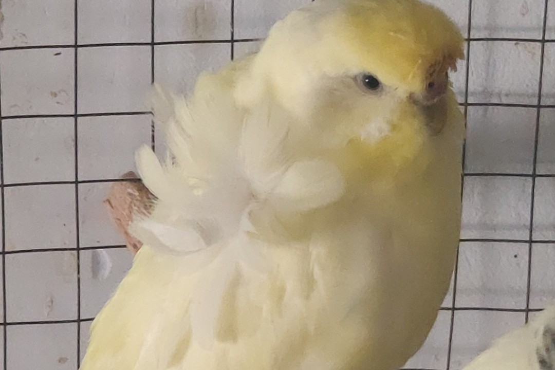 虎皮鹦鹉一共几种颜色,虎皮鹦鹉哪个品种最聪明