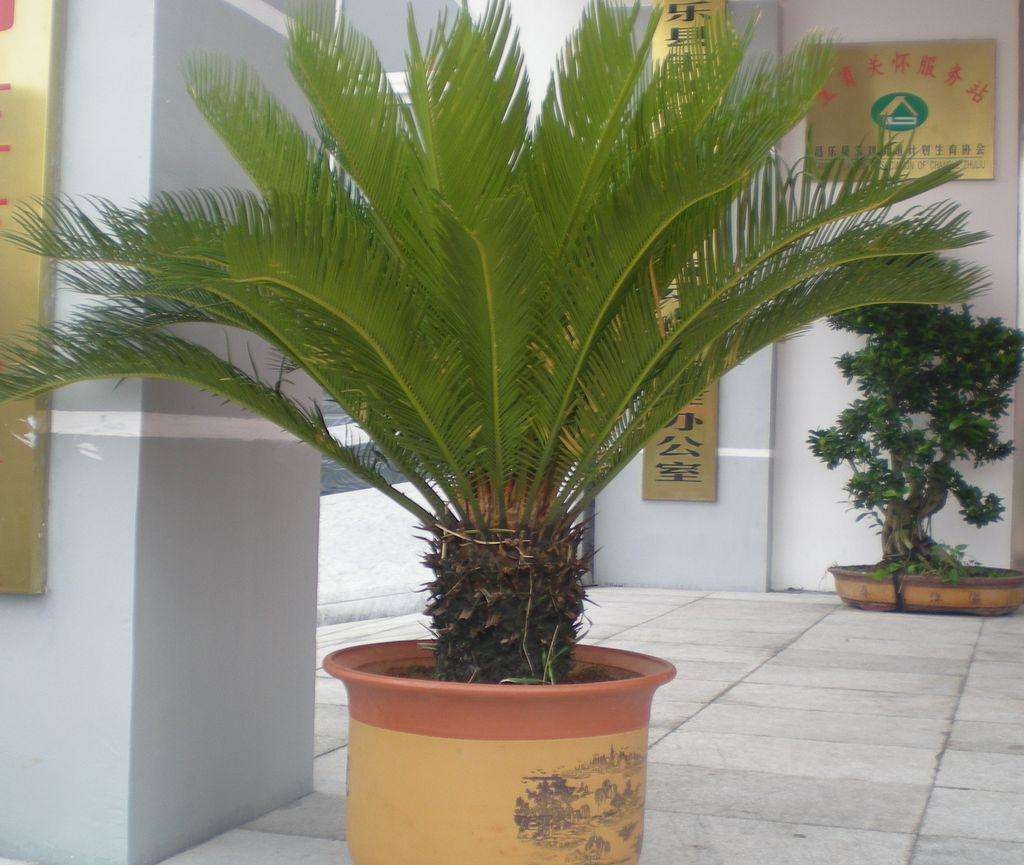 天冷了铁树怎么养,冬季铁树怎样养护