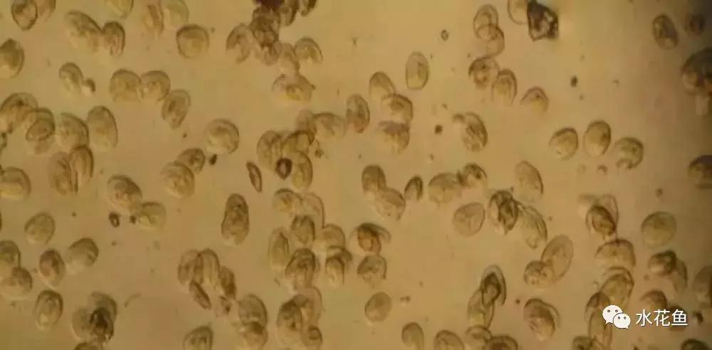 暴发“鱼瘟”救治时不可忽视寄生虫的危害---低温时节鱼类斜管虫病的症状及防治