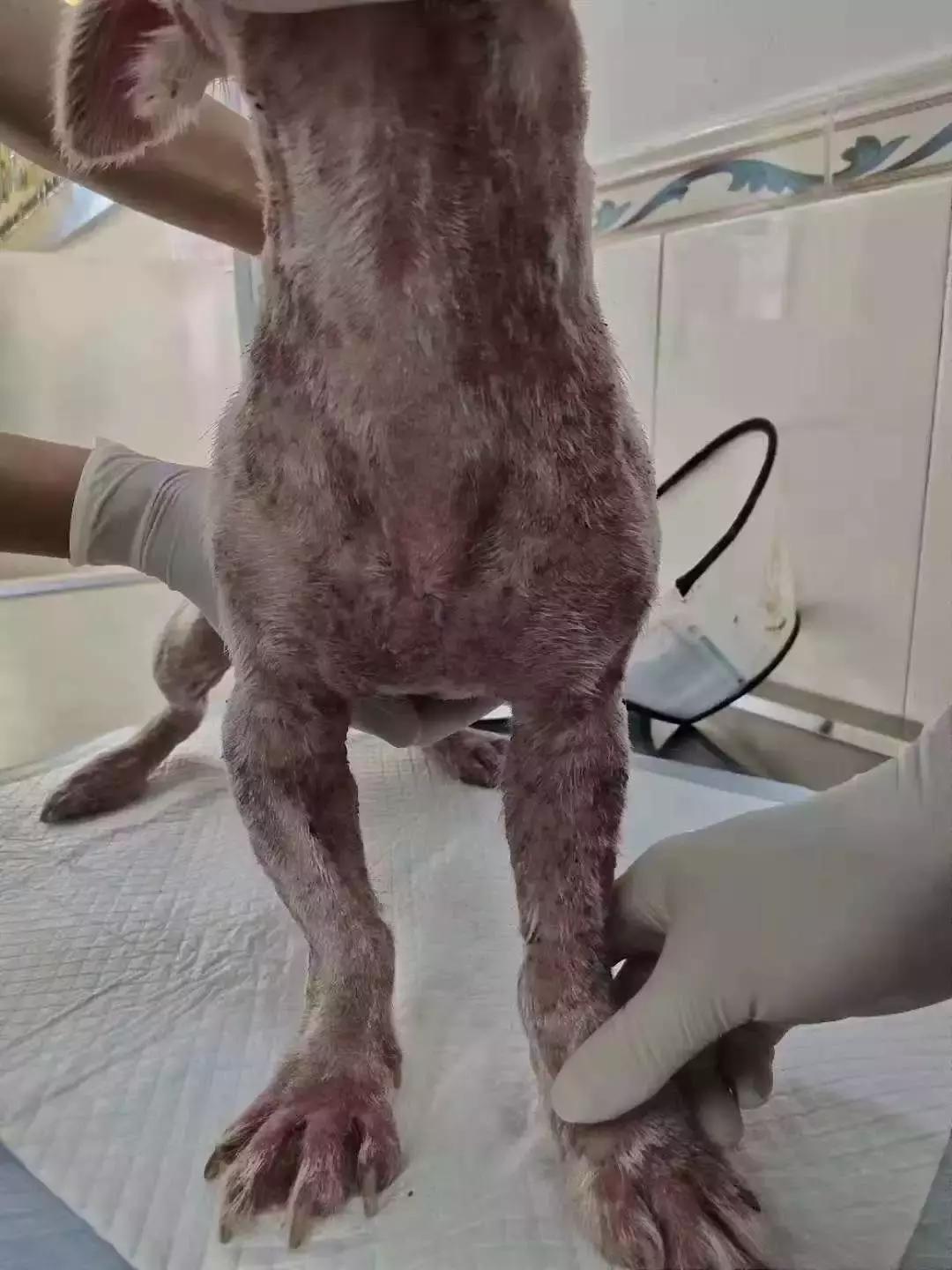 福懋动物医院：猫咪皮肤病不难治，看了这篇你就懂了