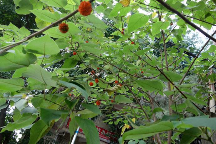 农村常见树木，白色汁液让人嫌弃，果实像“灯笼”，可用来治藓