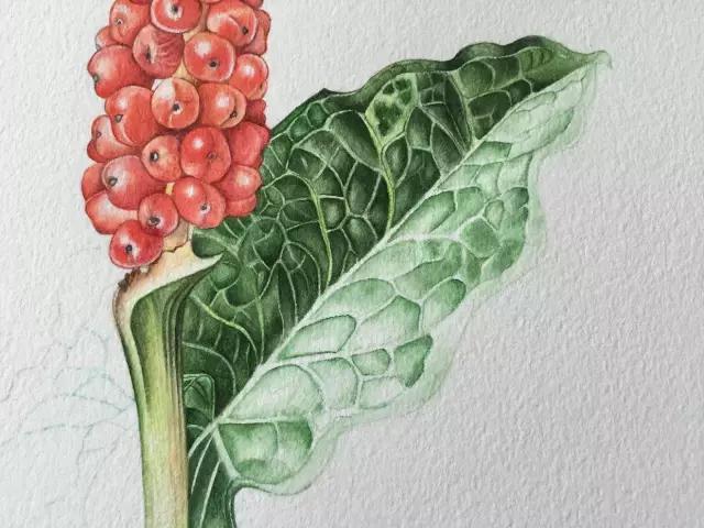 水彩密密麻麻的树叶怎么画,水彩画教程入门叶子