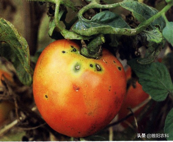 如何防治番茄黑斑病,番茄斑枯病最佳配方