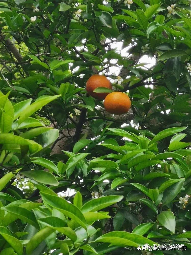 洞头桃源里,温州洞头玖栖海上桃源里