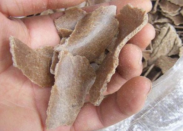 库拉索芦荟爆盆怎么处理,库拉索芦荟为什么不往上长