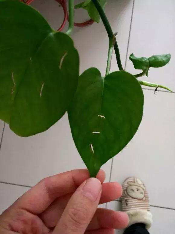 绿萝叶子烂解决方法,水培绿萝叶子开裂怎么办