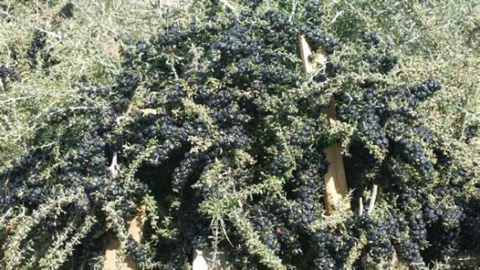 2023年全国各省黑枸杞产量,黑枸杞对土壤的要求