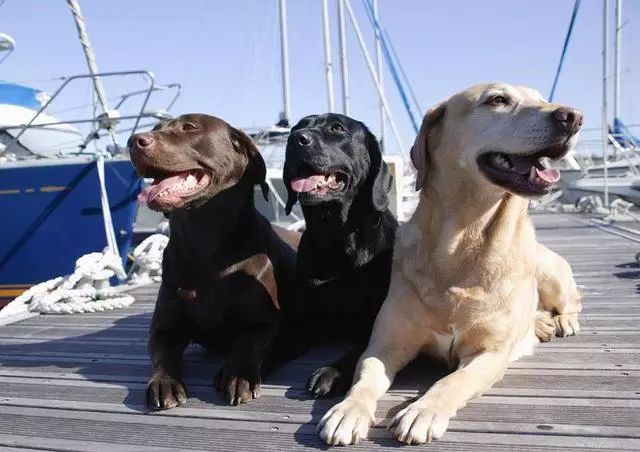 怎样训练狗狗不在家乱拉乱尿,狗狗一岁了还到处乱尿怎么办