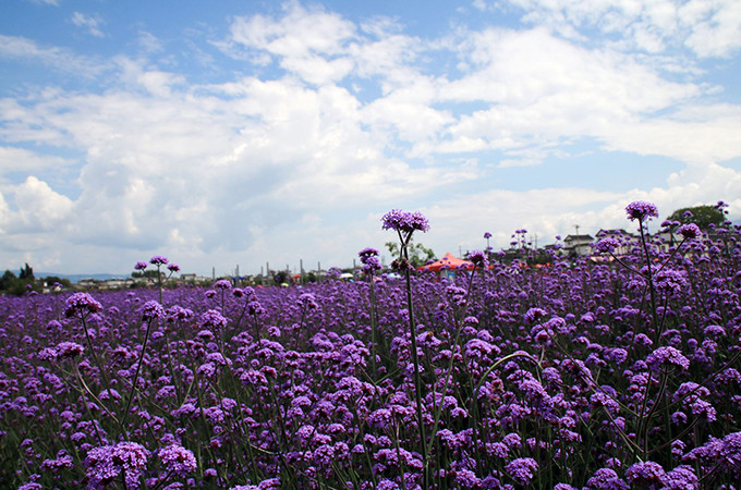 洱海旅游景点攻略,西安洱海旅游攻略必去景点