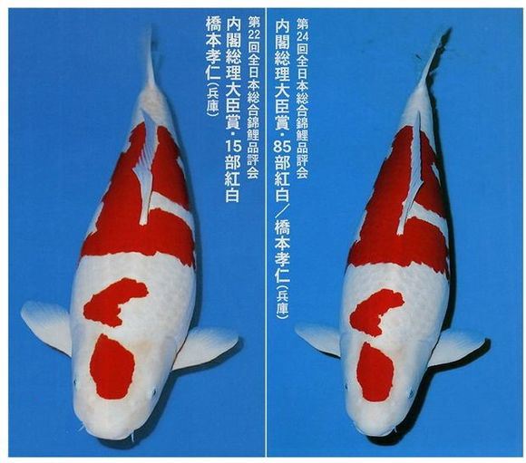 锦鲤突然不吃食是什么原因,锦鲤不吃食有什么办法