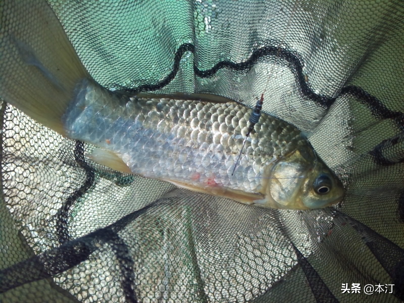 钓鱼怎么选择窝子,石窝钓鲤鱼钓法