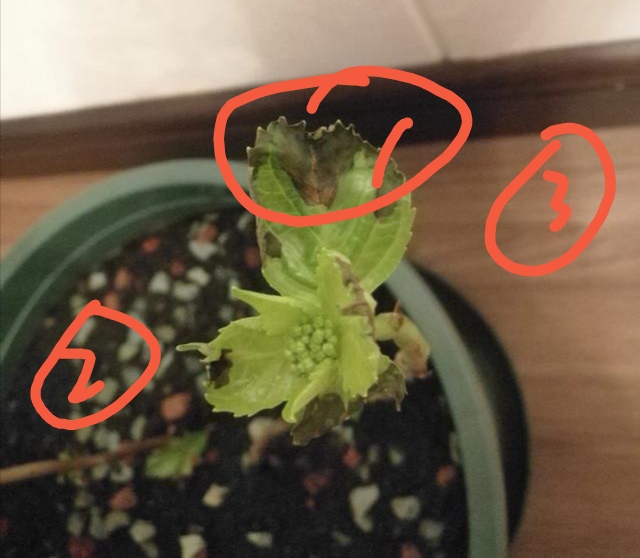 绣球的叶子枯死了根还能发芽吗,绣球花盆栽干枯怎么办