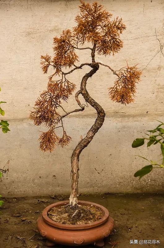 盆栽枯萎什么原因,家里的盆栽总是蔫