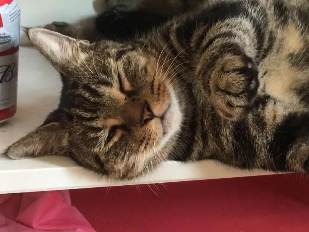 睡觉感觉有猫踩被子,为什么睡觉的时候猫会来回踩我