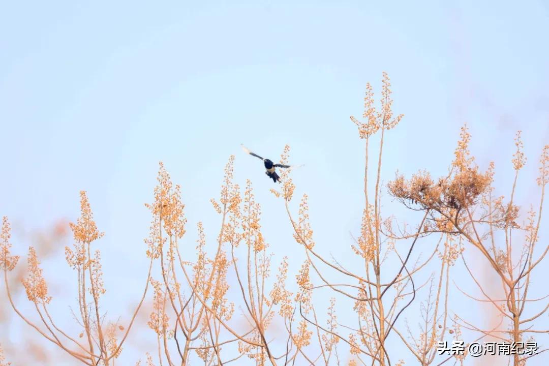 120个美丽乡村柘城入选,河南柘城县最美乡村