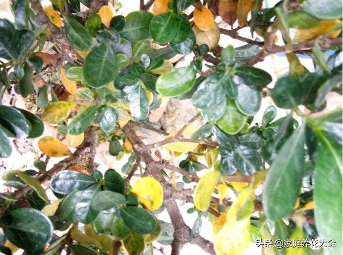 栀子黄叶浇硫酸亚铁多长时间恢复,大叶栀子出现落叶黄叶是怎么回事