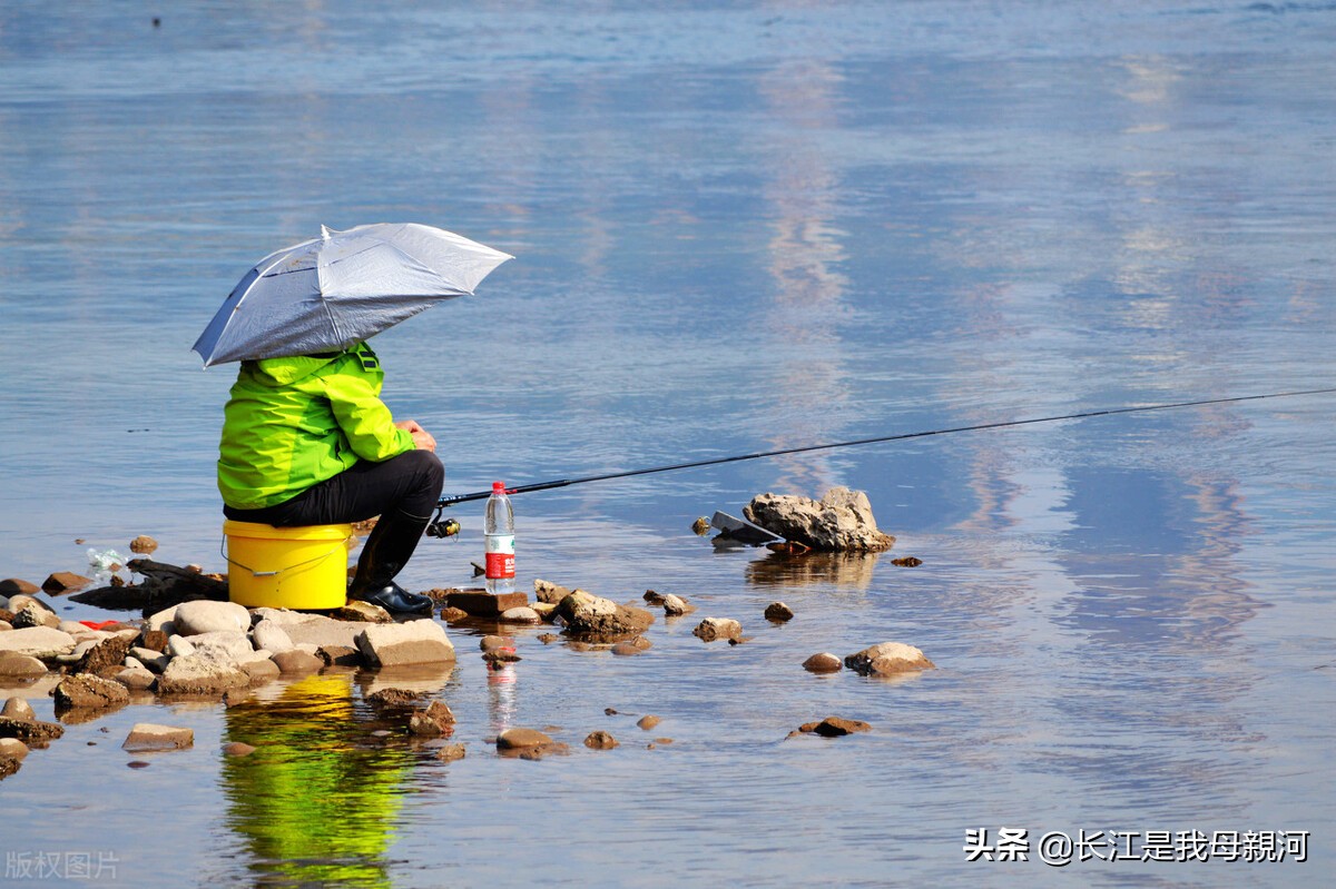 长江禁渔期鱼满为患,长江十年禁渔鱼满为患