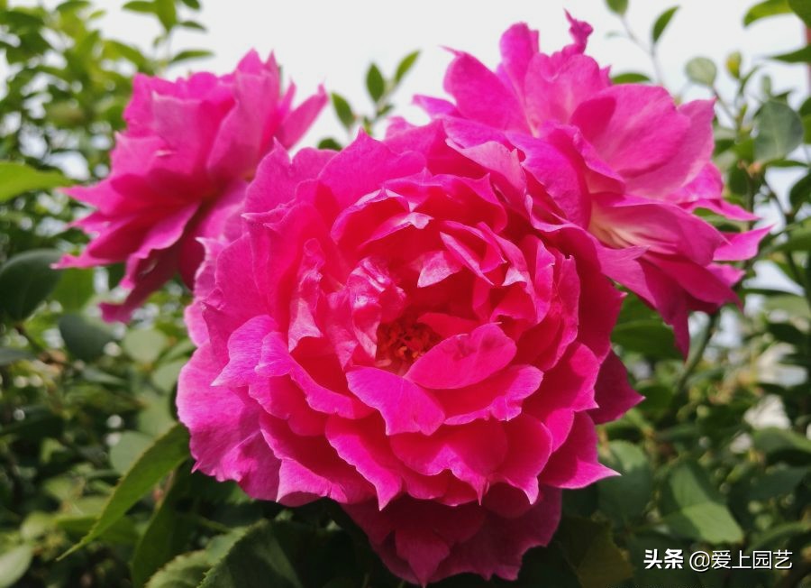 好看好养有甜香的月季,好看好养的月季花品种