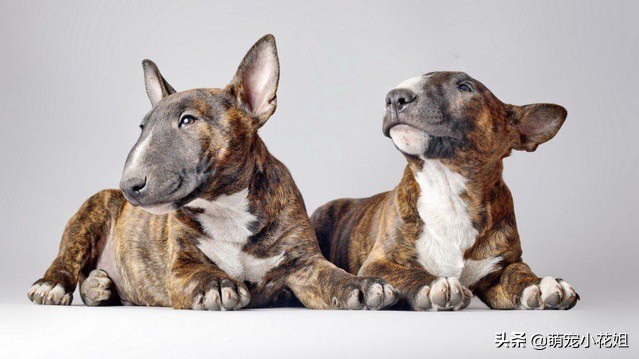 去犬舍买狗如何避免被坑,犬舍买狗关注事项