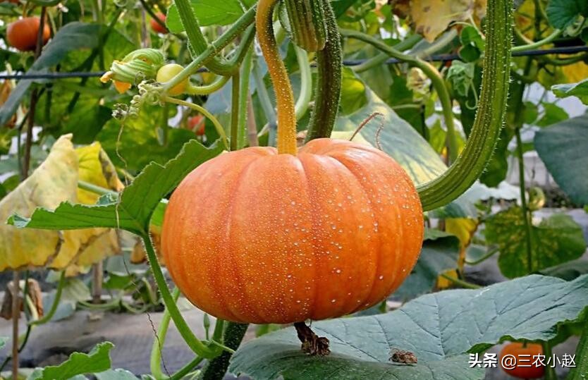 南瓜的详细信息,南瓜简介