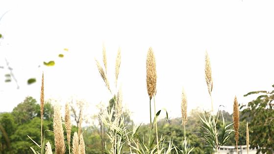 300+万㎡原始森林秘境，天河就有