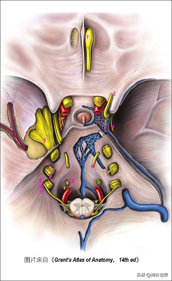中脑和脑干的解剖,解剖神经系统脑干