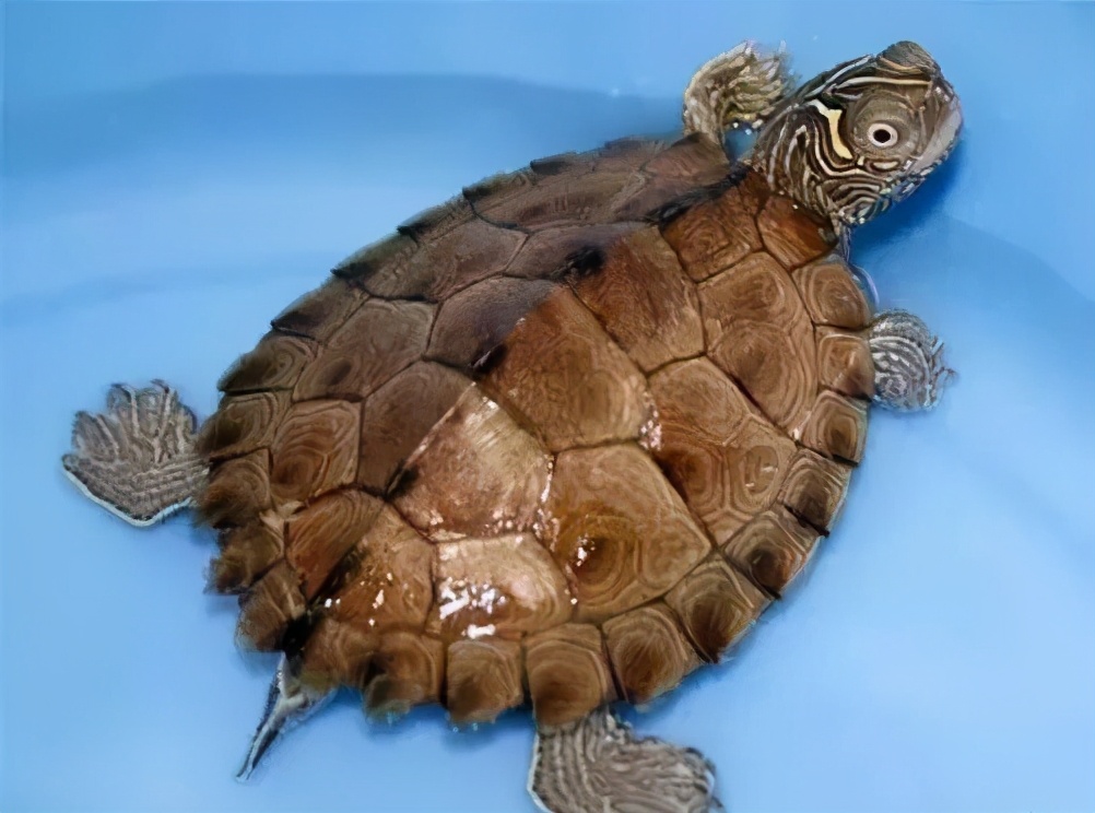 龟类大百科,大眼睛龟类