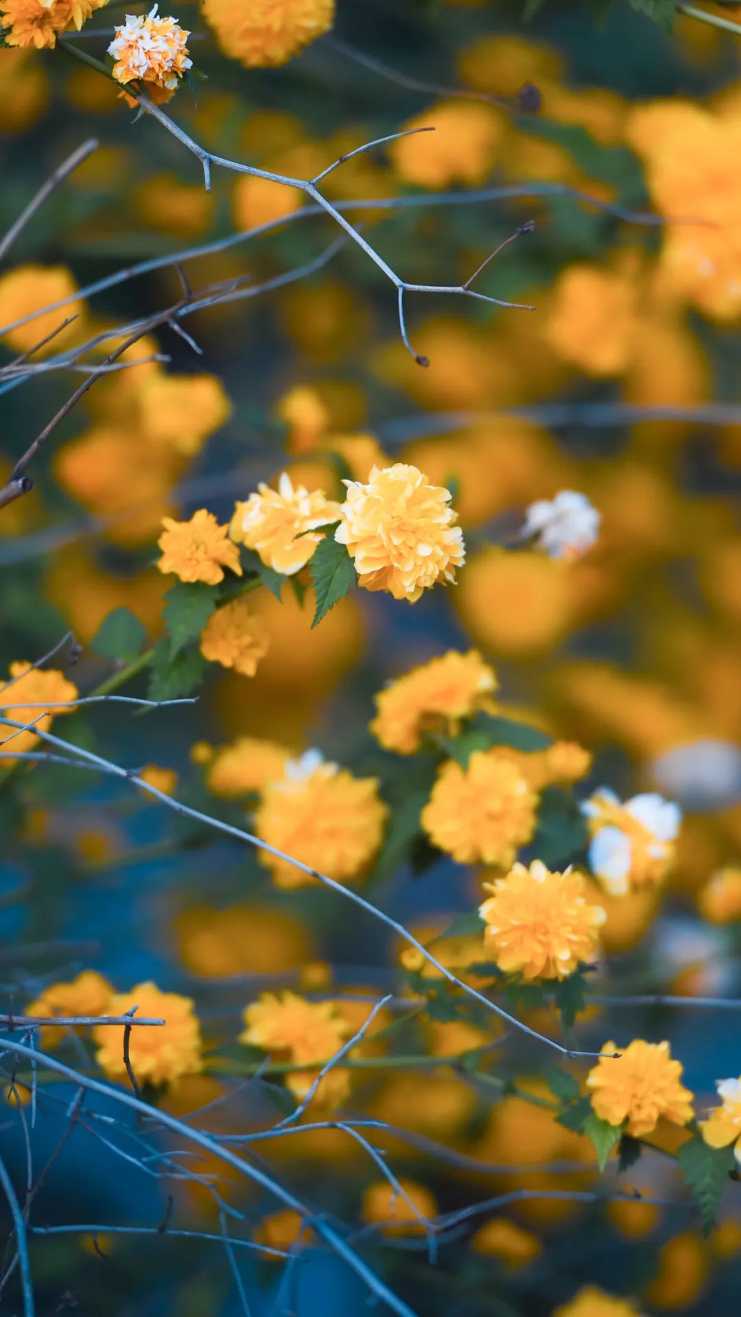 黄鹤楼细支神秘花园,黄鹤楼神秘花园