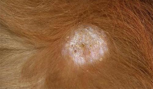 四个月泰迪吃几片复合维生素,泰迪幼犬需要喂维生素还是鱼油