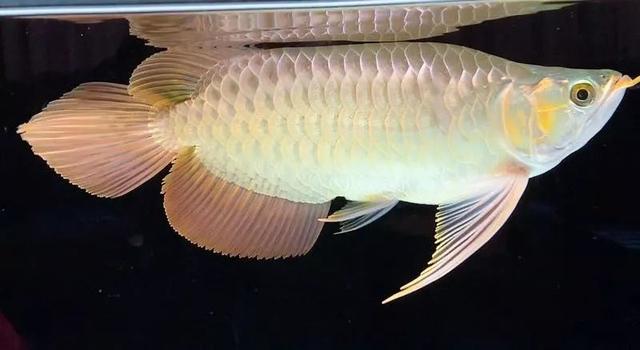 红龙哪种品种最好,如何挑选20公分以下的红龙