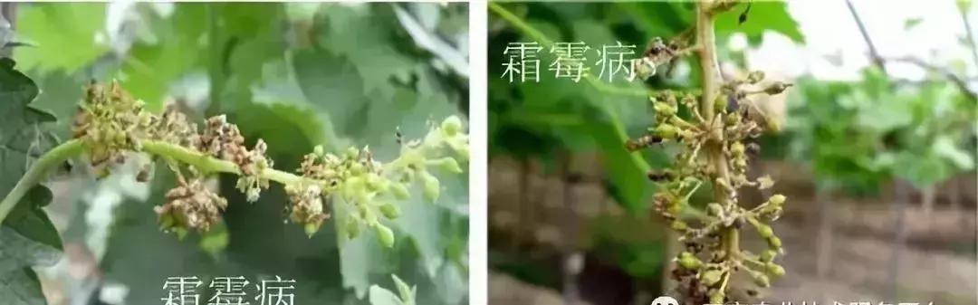 白芨病害及防治,白粉病用药防治