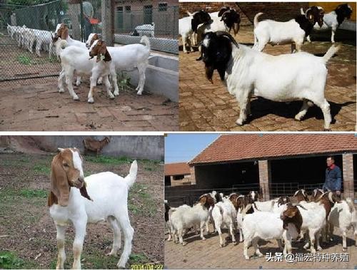 十个养羊为什么九个赔,十个养羊九个亏的意思