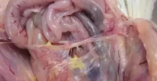 小鸡张嘴呼吸快速治疗方法,小鸡张口呼吸是怎么引起的