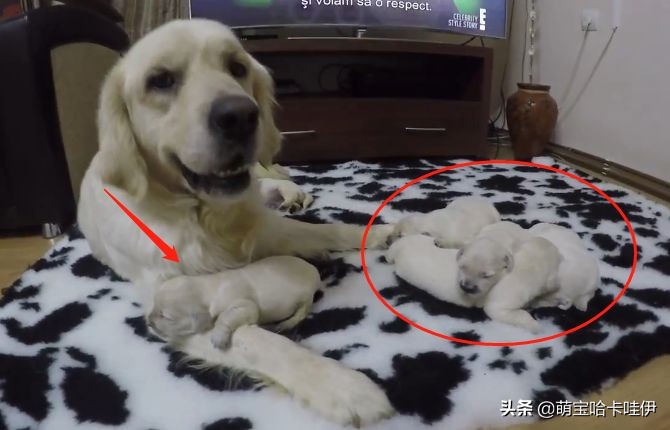 金毛生了十四只宝宝,金毛生了九只小宝宝