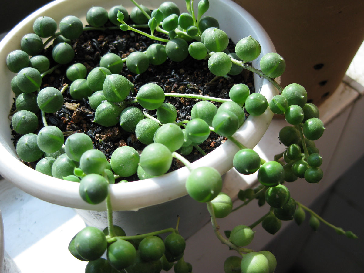 佛珠植物养多久可以爆盆,佛珠绿植怎么养才壮